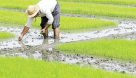 کشت برنج فقط در گیلان و مازندران مجاز است/ممنوعیت کشت برنج در سایر استان ها