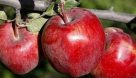 حضور دلالان علت گرانی سیب درختی است