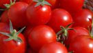 افزایش قیمت گوجه فرنگی ناشی از محدودیت فصلی تولید است