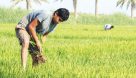 نگرانی برنجکاران خوزستانی از حذف کشت برنج