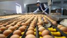 آغاز صادرات ۵۰ میلیون عدد تخم مرغ از جمهوری آذربایجان به ایران 