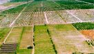 جهش تولید محصولات کشاورزی در دیمزار‌های خوزستان