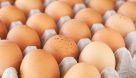 مصرف تخم مرغ روند کاهشی به خود گرفت