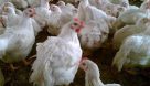 صنعت مرغ گوشتی در یک ماه ۵۸۰ میلیارد تومان ضرر کرد
