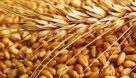 گندم با ارز ۴۲۰۰ تومانی وارد می‌شود