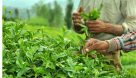 توسعه گیاهان دارویی در خوزستان توسط بانوان روستایی و عشایری