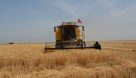خرید بیش از ۳۸ هزار تن گندم از کشاورزان شوش