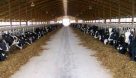 افزایش راندمان تولید شیر و گوشت در امیدیه با توزیع نهاده های دامی