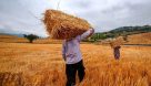 خرید بیش از یک میلیون تن گندم در خوزستان/ پرداخت ۵۰ درصد مطالبات کشاورزان