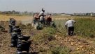 توسعه‌ی کشاورزی با کمک بسیج سازندگی در لالی