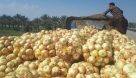 دسترنج کشاورزان زیر تابش سوزان خورشید نابود می شود؛ محصولات صادراتی درگیر فراموشی