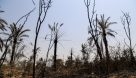 جزئیات آتش سوزی گسترده در اهواز/۱۰۰ درخت نخل آتش گرفتند