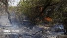 سوختن ۲۰۰ اصله درخت در حریق جنگل‌های زاویه دزفول