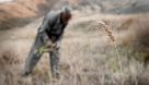 پیش بینی های نادرست دست کشاورزان را در حنا گذاشت؛ مزارع گندم آب رفت