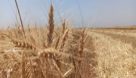 خرید بیش از ۳ هزار تن گندم از کشاورزان اندیمشک