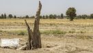 خشکسالی کشت تابستانه در خوزستان را به یک چهارم کاهش داد