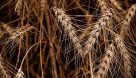 یک میلیون و ۴۰۰ هزار تن گندم از کشاورزان خوزستانی خریداری شد