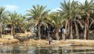 شوری آب نخلستان‌های آبادان را تهدید می‌کند
