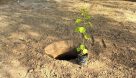 کاشت ۴۵۰ اصله درخت در شهر اهواز