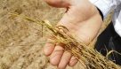 پرداخت خسارت خشکسالی به کشاورزان خوزستان پیگیری می‌شود.
