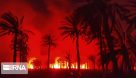 ۸۰۰ نخل مثمر در اروندکنار در آتش سوخت