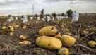 ۹۰ درصد مزارع سیب‌زمینی زنجان به روش‌های نوین آبیاری می‌شود