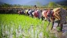 افت تولید و واردات ۳۵ درصدی برنج در سال جاری