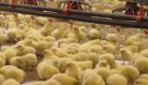 پیش بینی تولید۵۴۰ تن گوشت مرغ در‌ مرغداری های رامهرمز