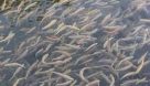 حفاظت از ذخایر آبزیان با رهاسازی بچه ماهی در تالاب هورالعظیم