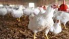 پلمپ بیش از ۱۰ واحد مرغ زنده در اهواز