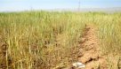 خسارت خشکسالی به کشاورزان خوزستانی پرداخت شد