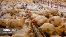 افزوده شدن یک میلیون و ۴۰۰ هزار قطعه به ظرفیت مرغداری‌های خوزستان