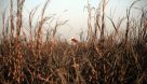 خسارت تنش آبی به بیش از ۱۰ هزار هکتار از مزارع نیشکر دهخدا