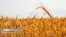 خرید تضمینی ۴ میلیون و ۸۰۰ هزار تن گندم از کشاورزان