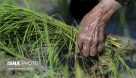 تلاش برای جلوگیری از کشت برنج در خوزستان