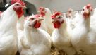 کشف ۱۰ تن مرغ زنده در اندیمشک