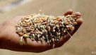 حمل بیش از ۷۰۰ هزار تن گندم از خوزستان به سایر مناطق کشور