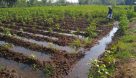 دنیا در مسیر بهینه سازی منابع آب کشاورزی؛ به کارگیری هوش مصنوعی در پردازش رفتار گیاه