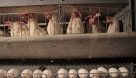 در بازار مرغ و تخم‌مرغ اهواز چه خبر است؟