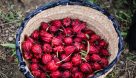 شکوفه های سرخ در مزارع چای ترش آبادان