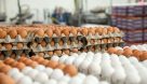 قیمت هر شانه تخم‌مرغ بالاتر از ۸۰ هزار تومان، گران‌فروشی است
