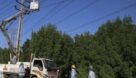 ۳۷هزار اصله درخت متداخل در شبکه برق اهواز هرس شد