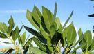 توضیح شهرداری اهواز درباره هرس درختان کنوکارپوس در آستانه بارندگی