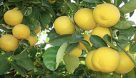 لیمو شیرین دزفول راهی بازار می‌شود
