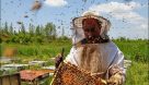 توزیع شکر بین زنبورداران مسجدسلیمان