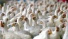 آنفولانزای فوق حاد پرندگان تهدیدی جدی برای صنعت مرغداری
