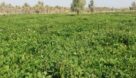 تولید بیش از ۹۵۰۰ تن بذر گندم و کلزا برای کشت پاییزه در خوزستان