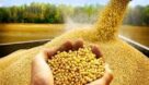 تاکید بر تولید بذر اصلاح شده مطلوب در خوزستان
