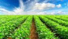 رشد و توسعه کشاورزی با ظرفیت سازی برای سرمایه گذاران