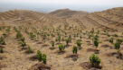 کاشت ۵۰۰ میلیون اصله نهال در پویش ایران سرسبز